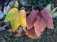 Braun und gelbes Blatt Wilder Wein mit Raureif